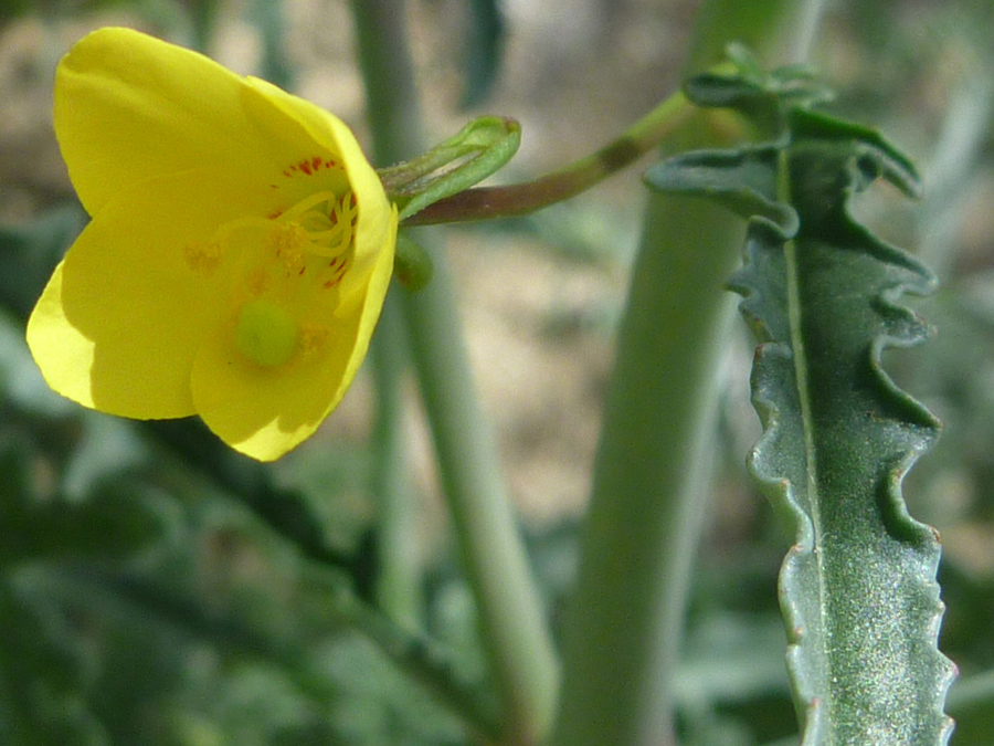 Flower and leaf