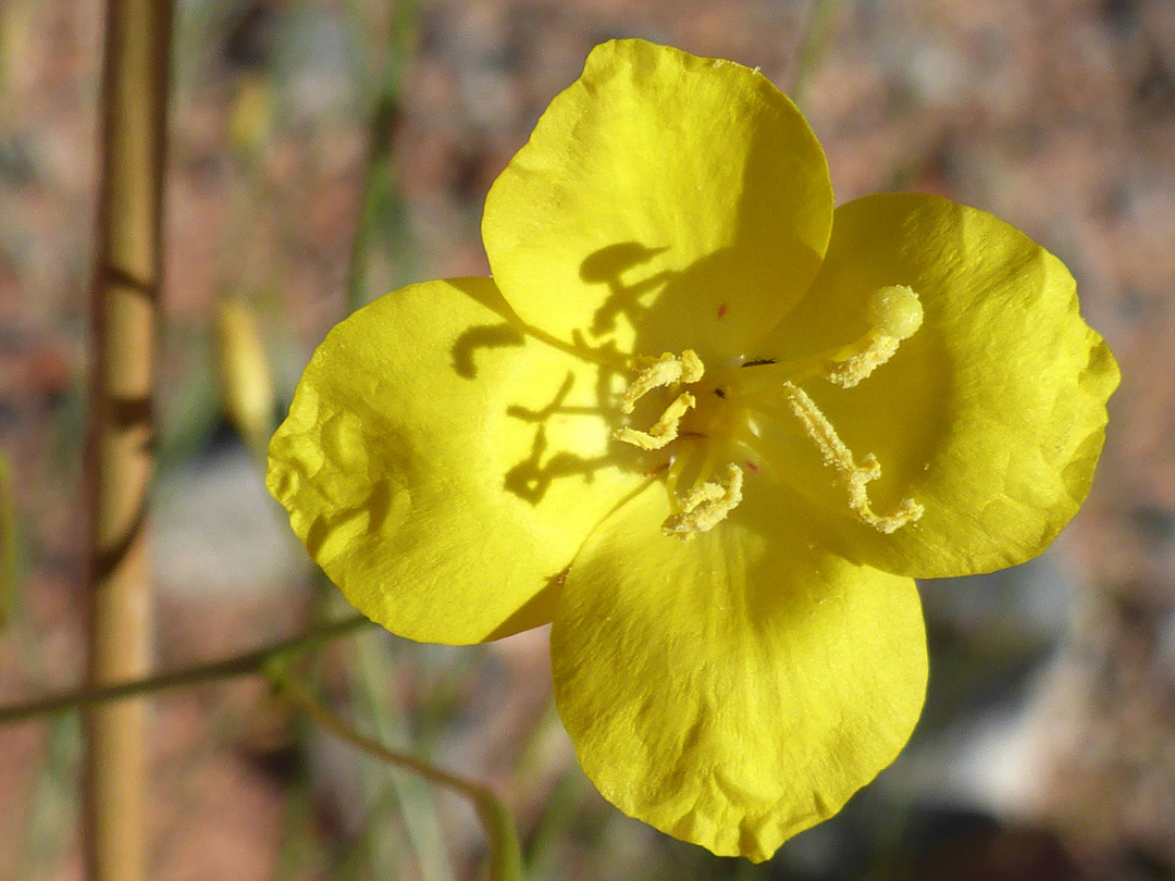 Four-lobed flower