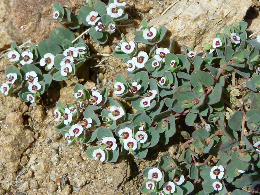 White flowers and green leaves