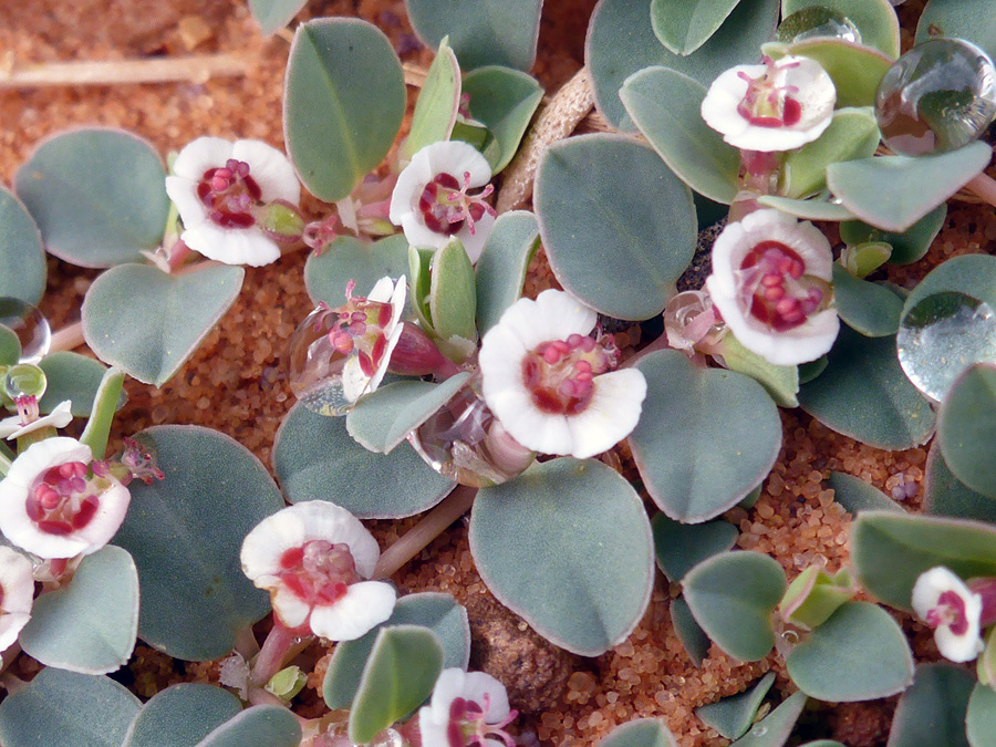 Raindrops on flowers