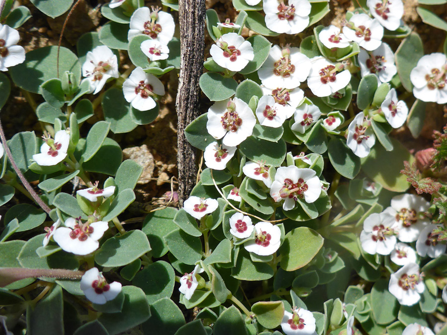 Many flowers