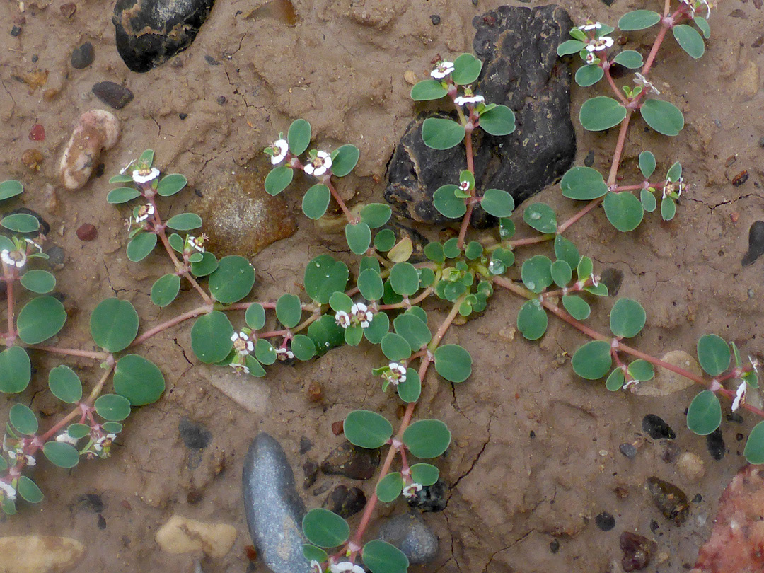 Plant in situ