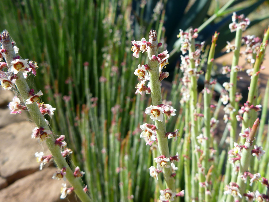 Tiny white flowers