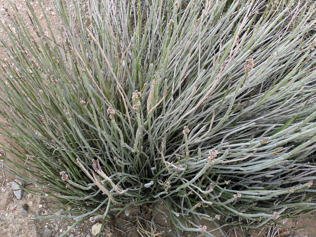 Many stems
