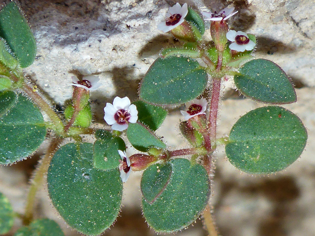 Sparsely-hairy leaves