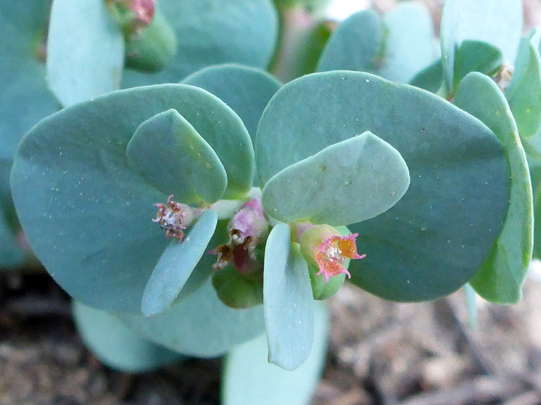 Bluish-grey leaves