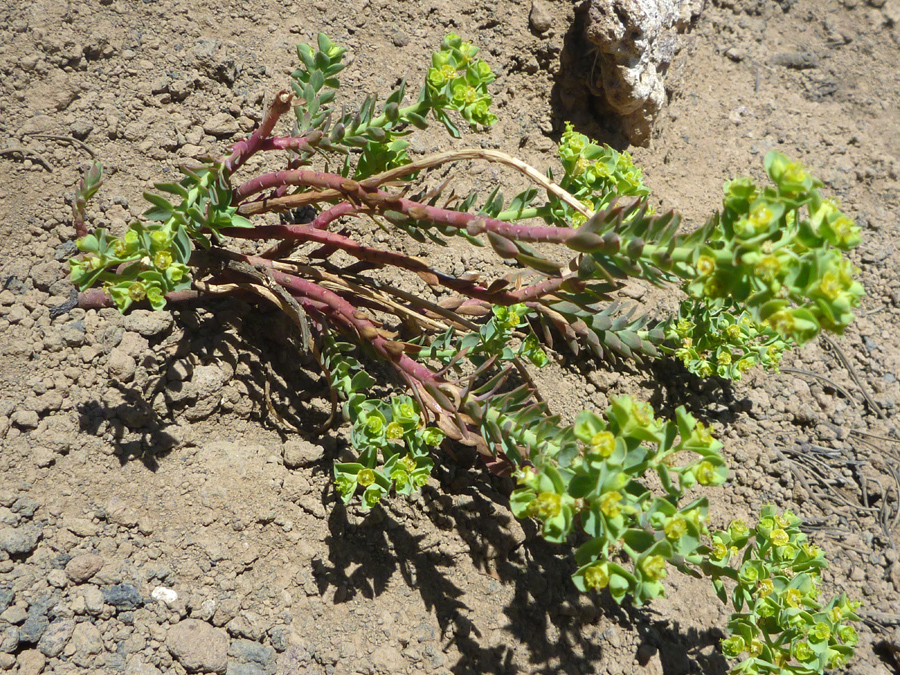 Reddish stems