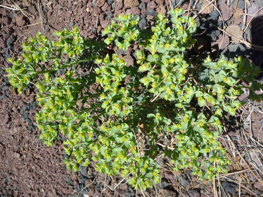 Many flowers