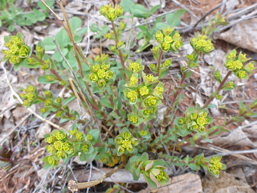 Group of stems