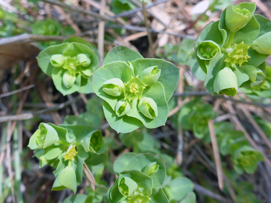 Developing flowers