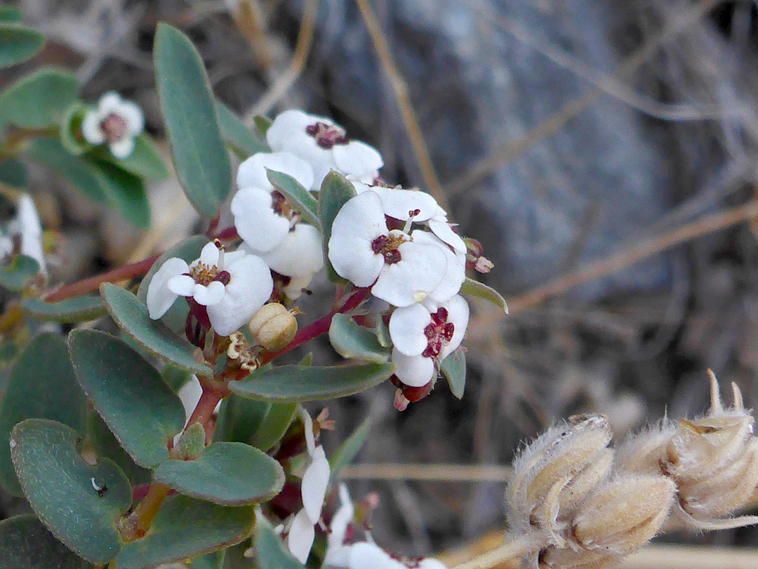 Terminal inflorescence