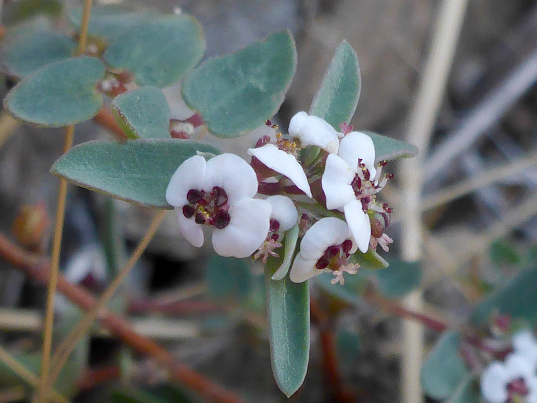 White and red flowers