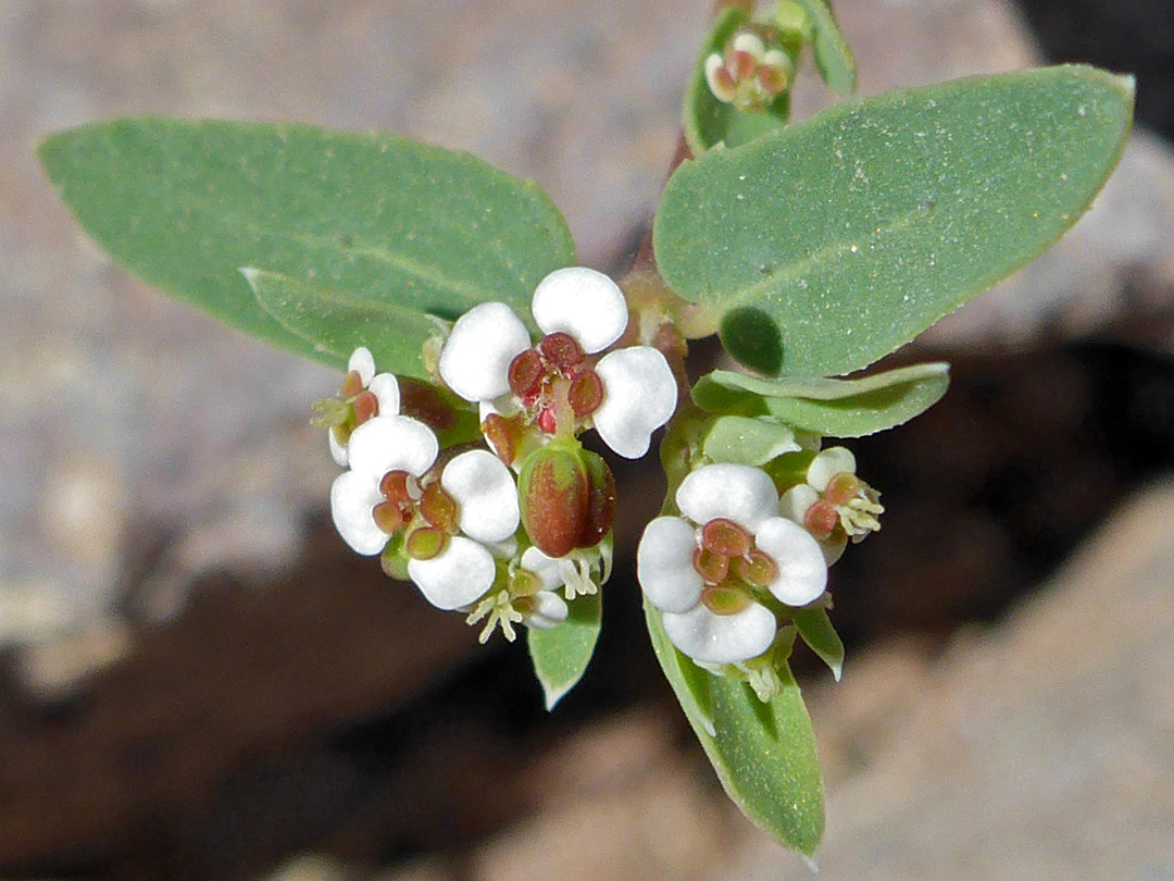 White flowers