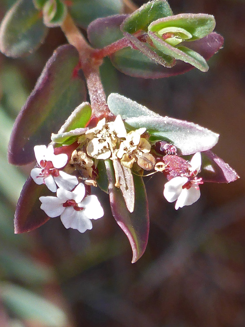 Flowering stem