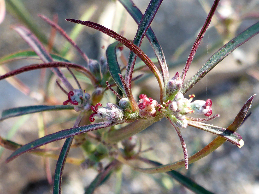 Flowers and leaves