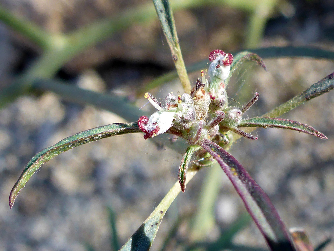 Sparsely-hairy plant