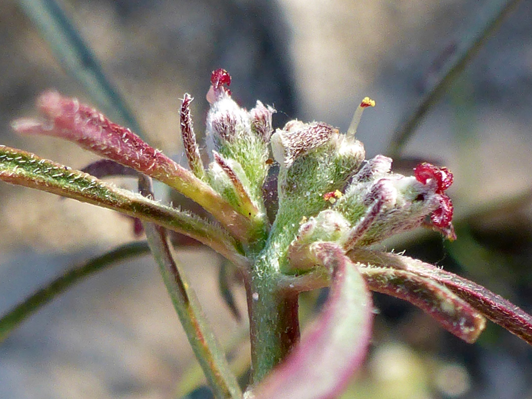 Inflorescence