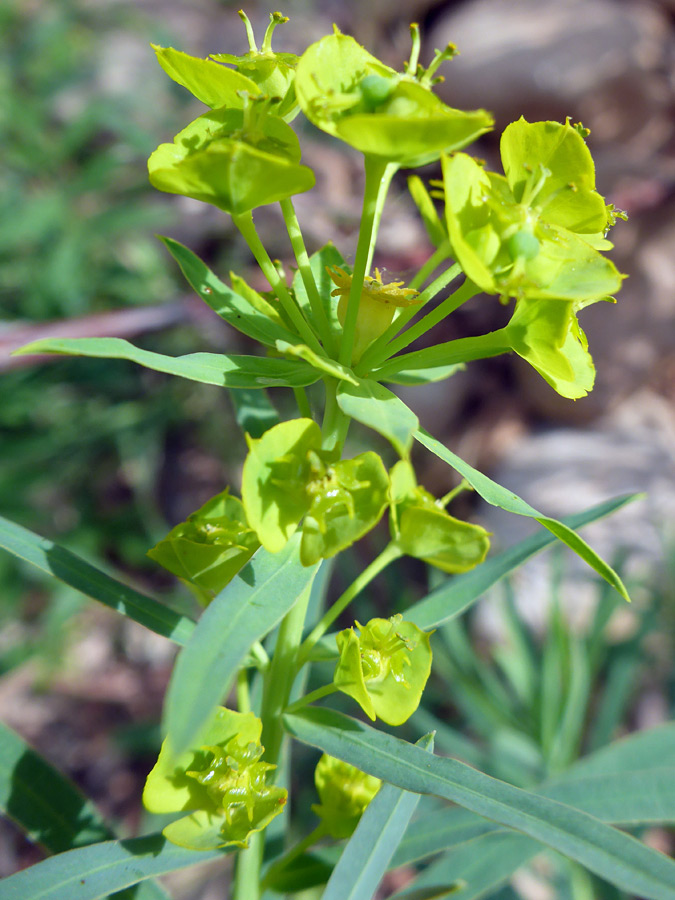 Flowers and leaves