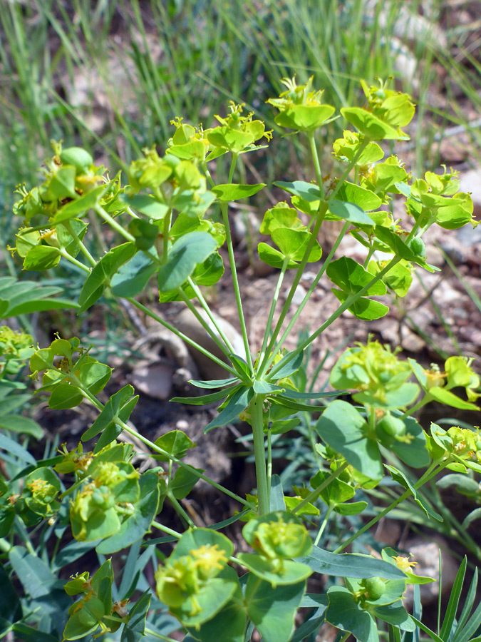 Branched stem