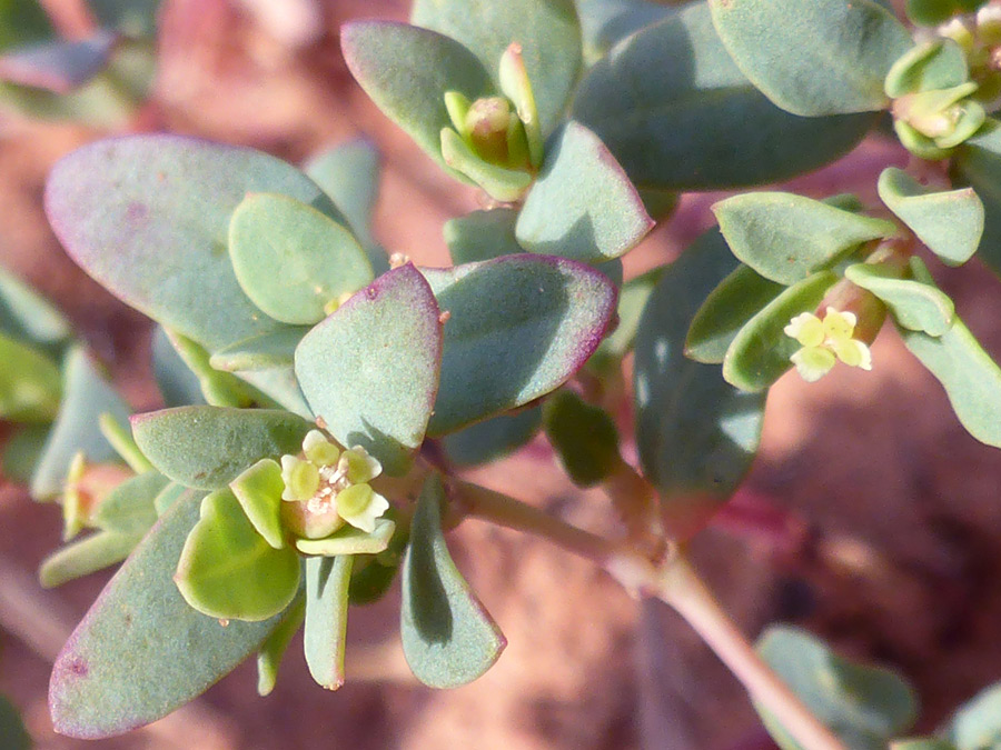 Flowers and leaves