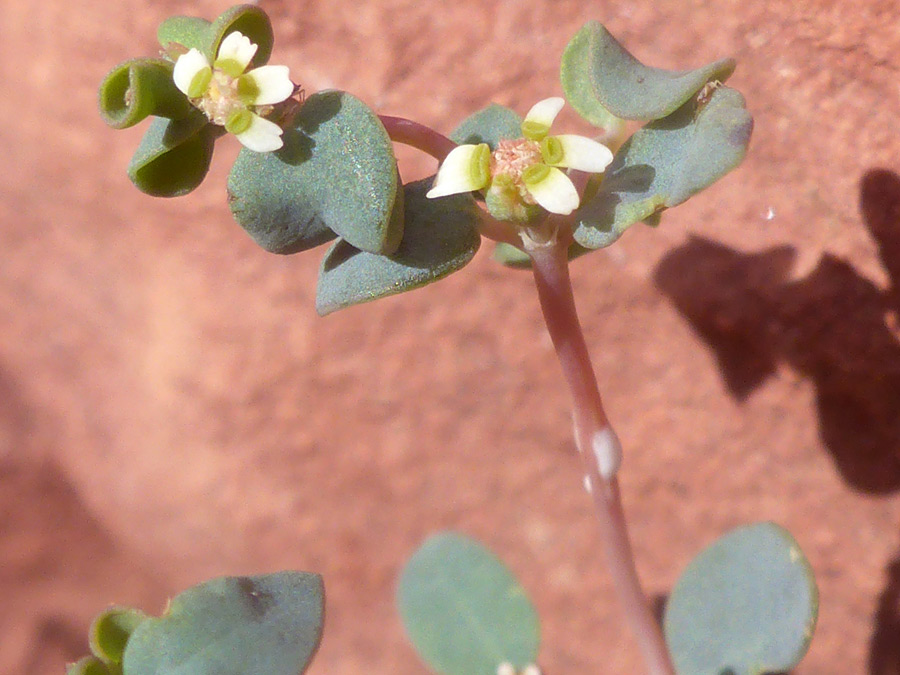 Two flowers