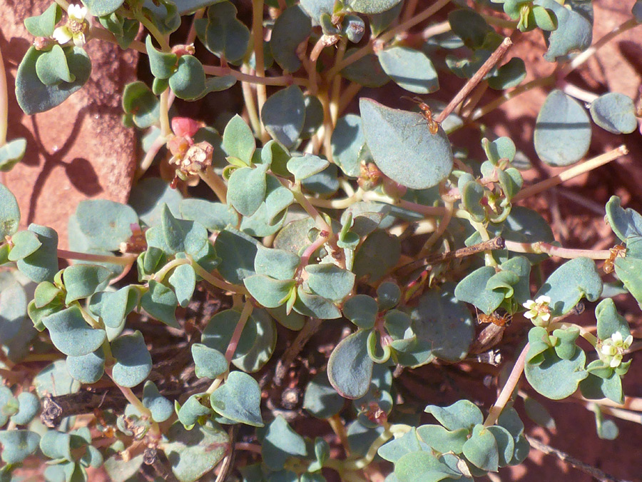 Stems and leaves