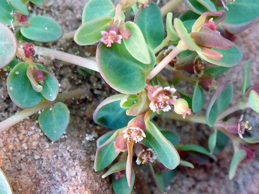 Developing fruit