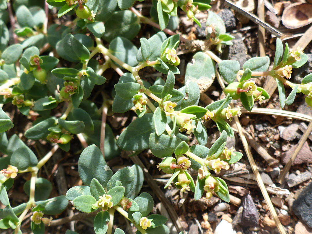 Prostrate stems