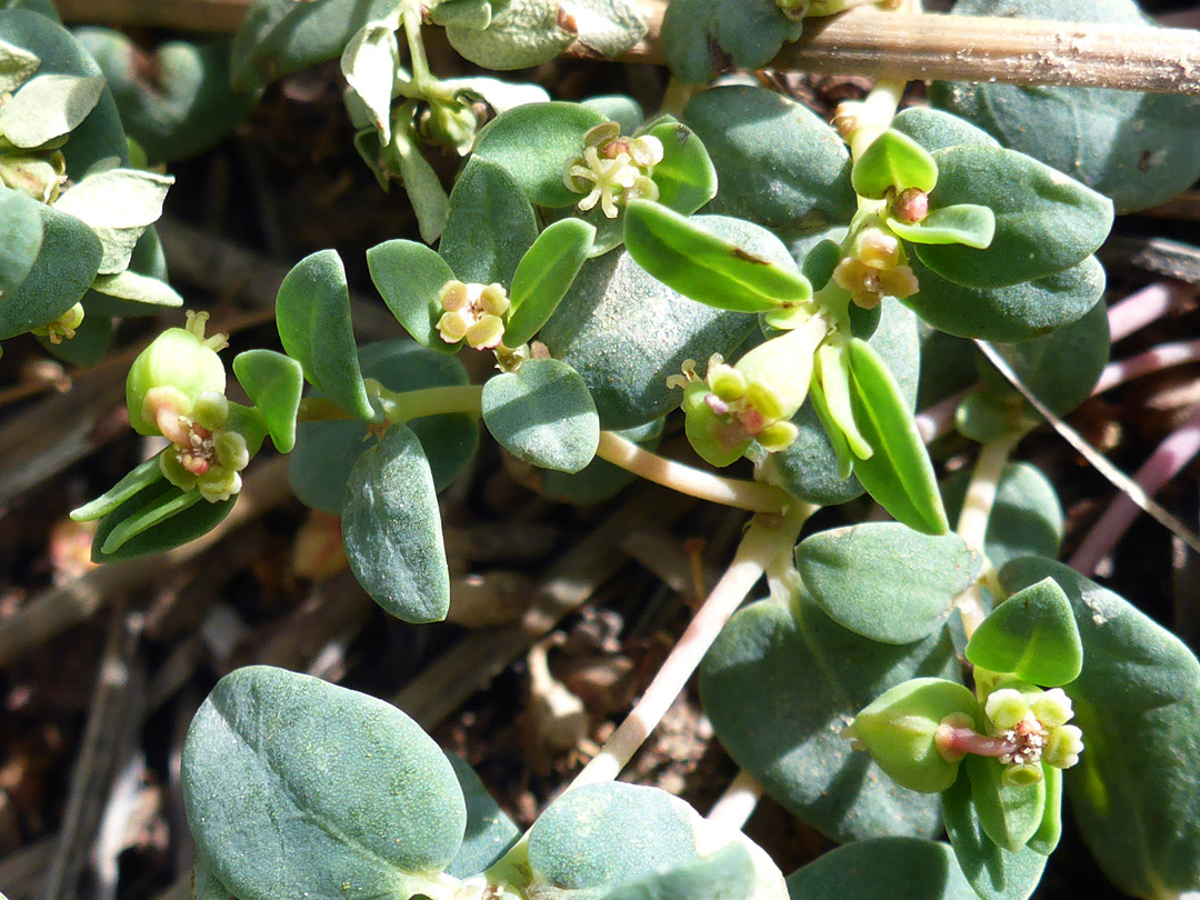 Foliage and flowers