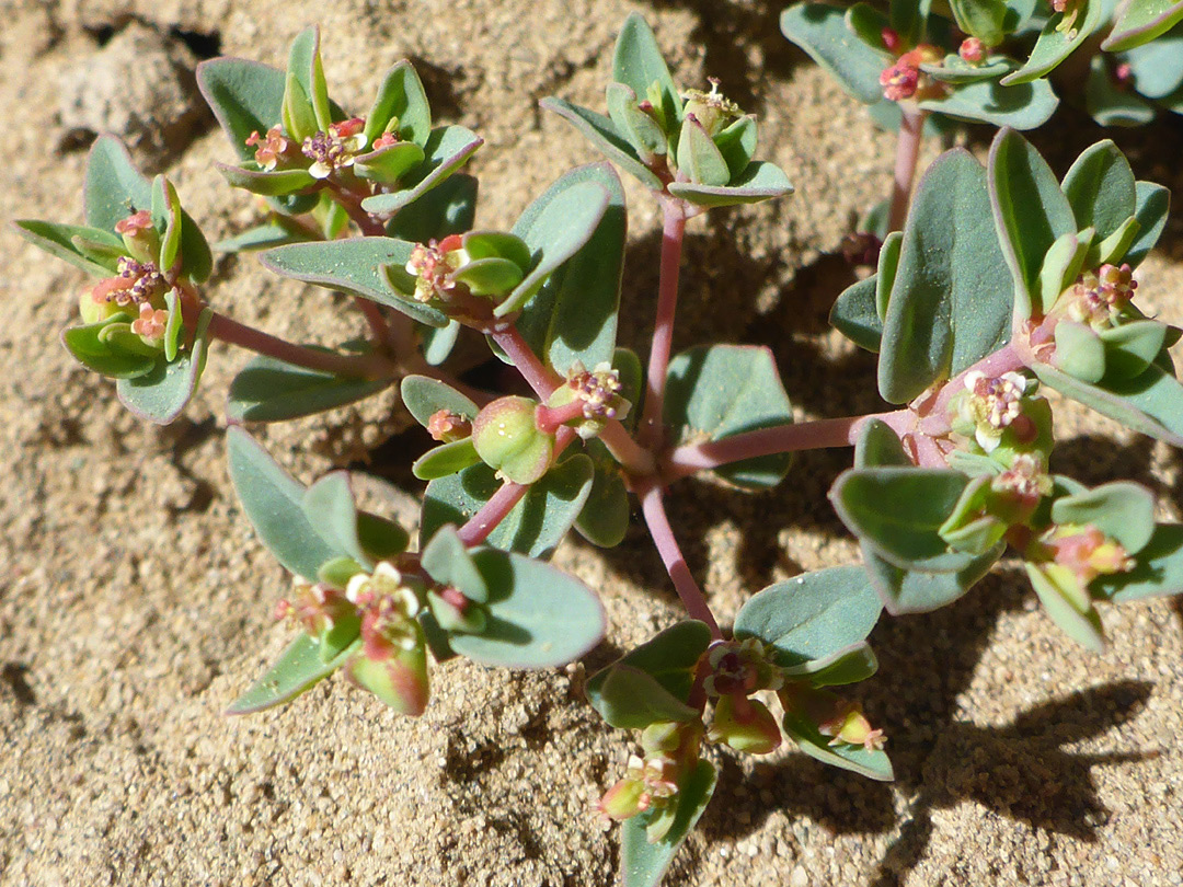 Branched stem