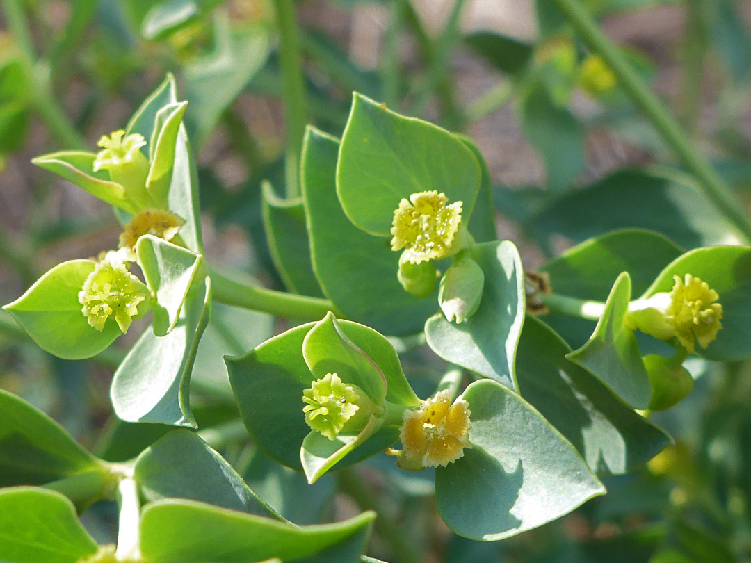 Leaves and flowers