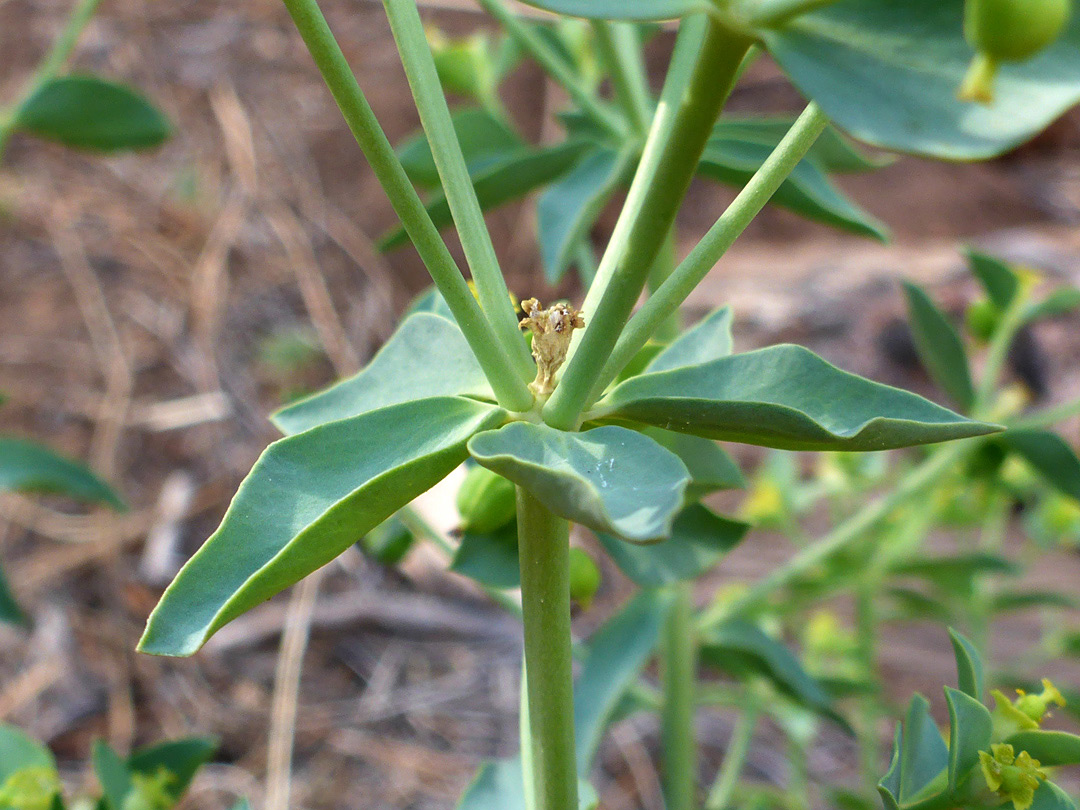 Whorled leaves