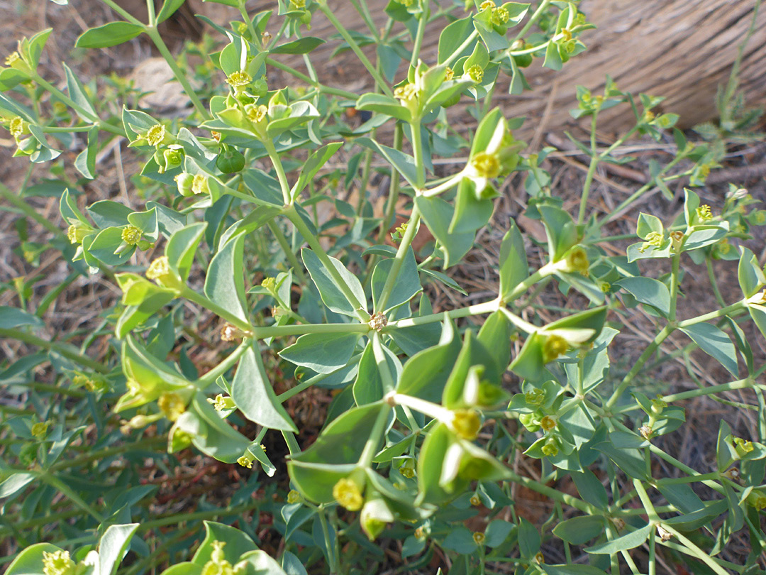 Branched stems