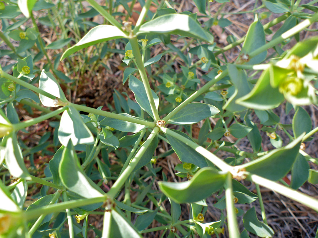 Hairless stems