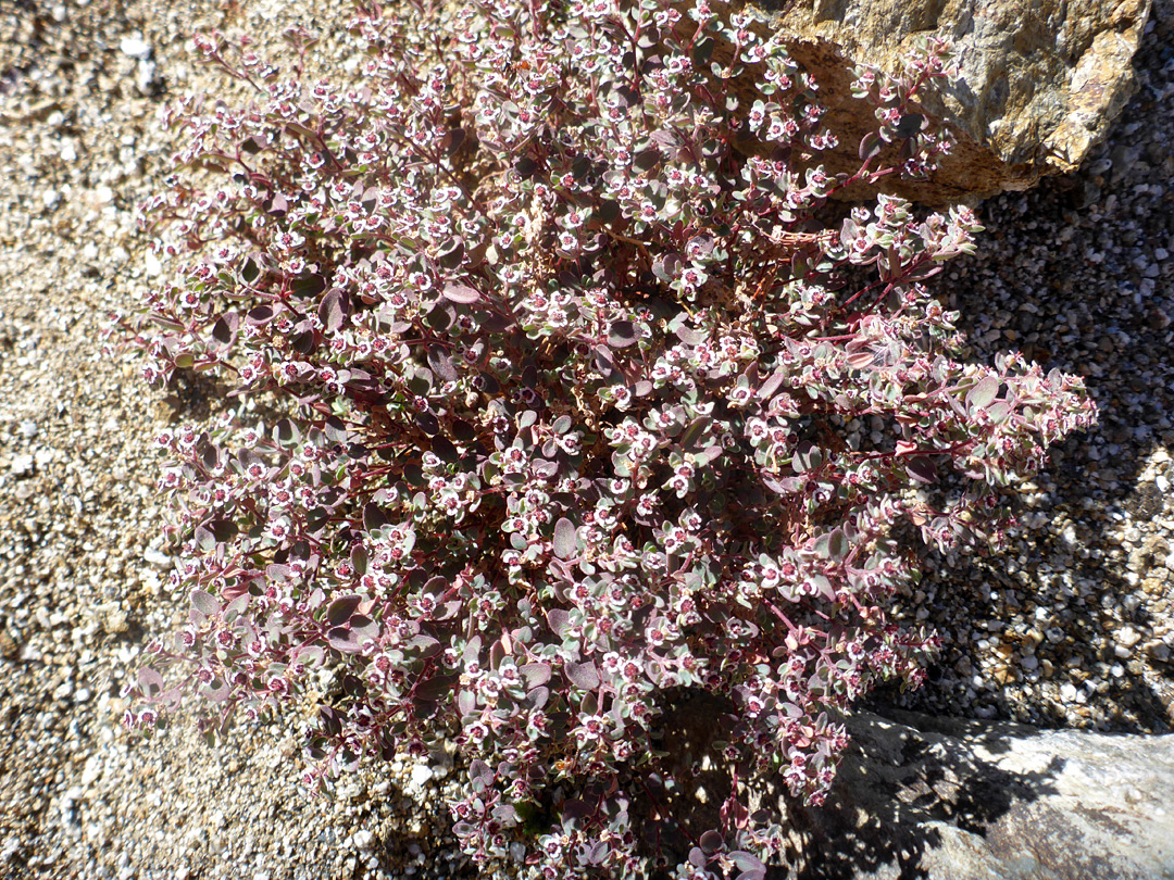 Many flowers