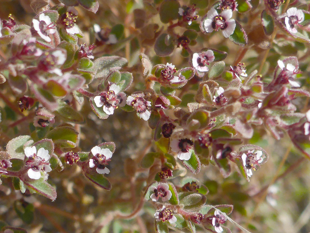 Many flowers