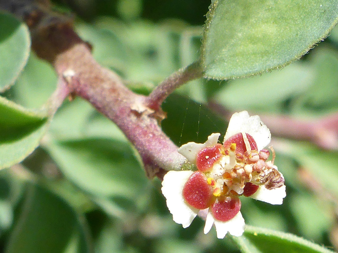 Five-lobed flower