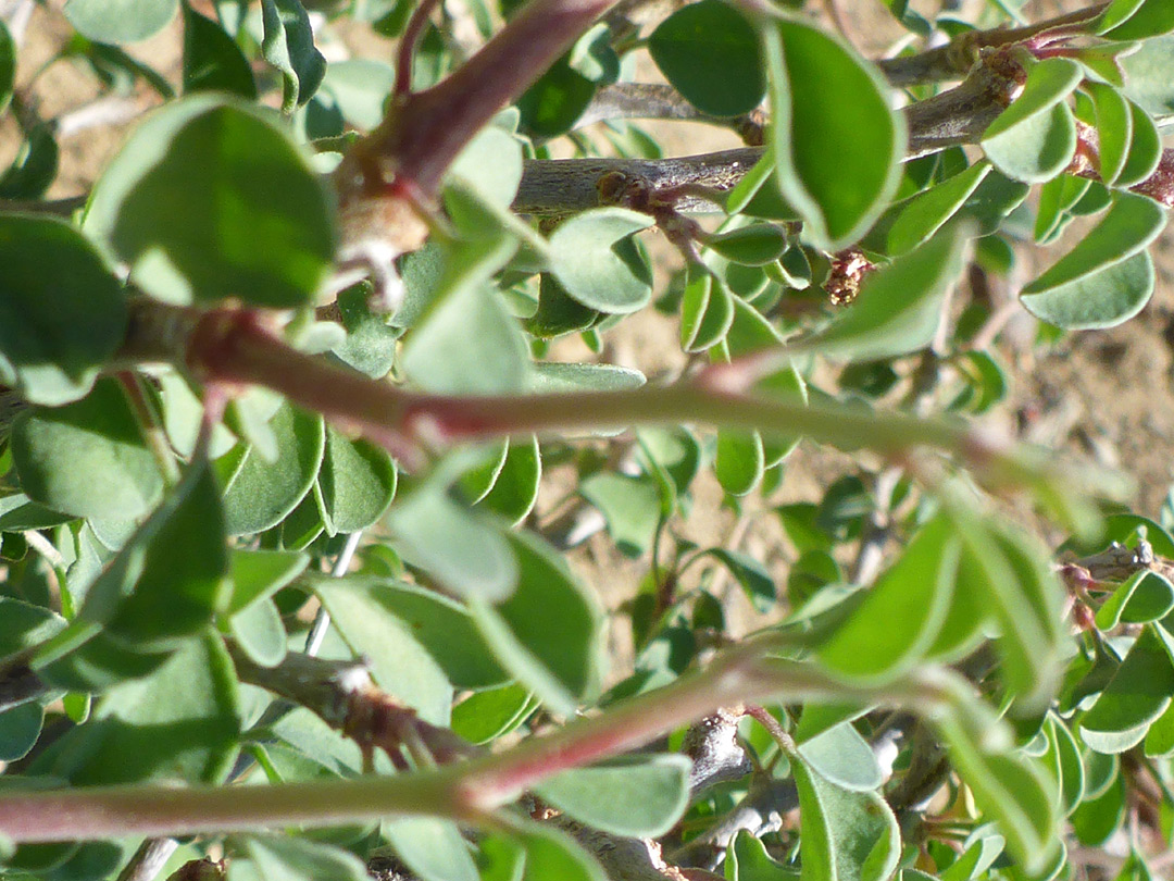 Sparsely-hairy leaves