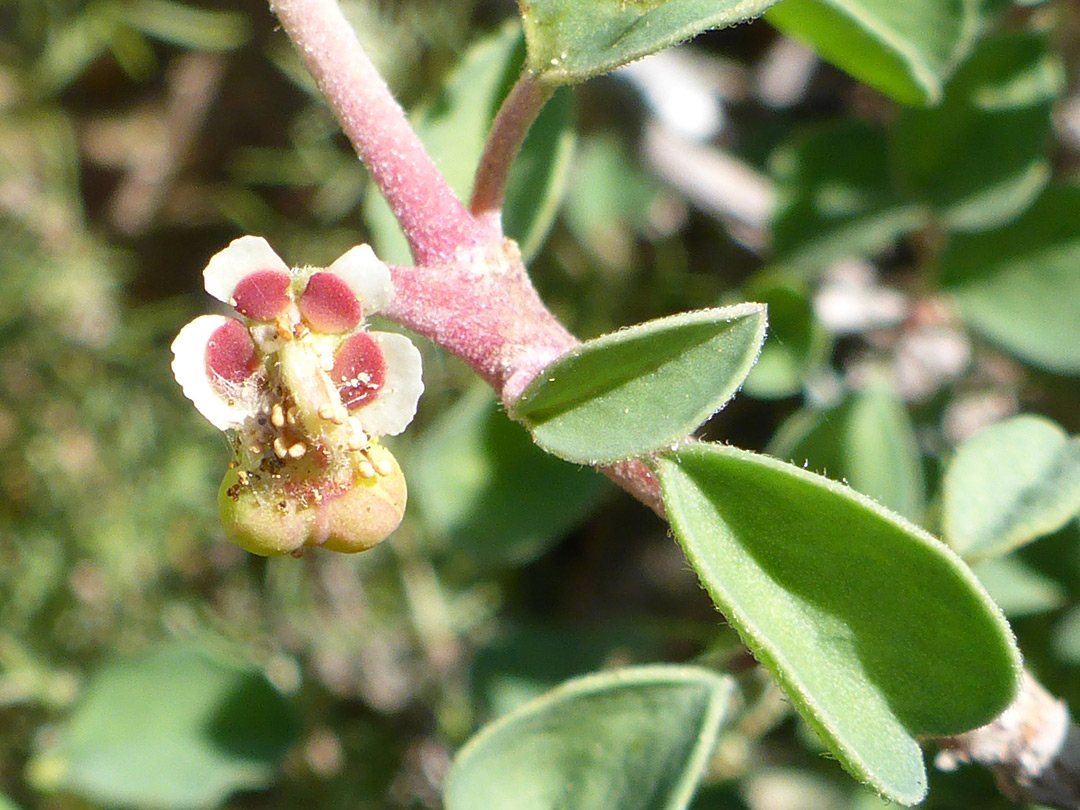 Flower and leaves