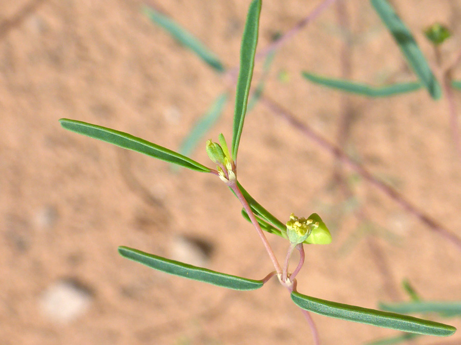 Opposite leaves