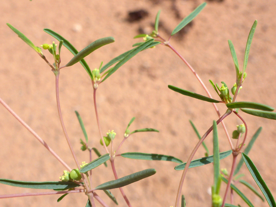 Flowers and leaves