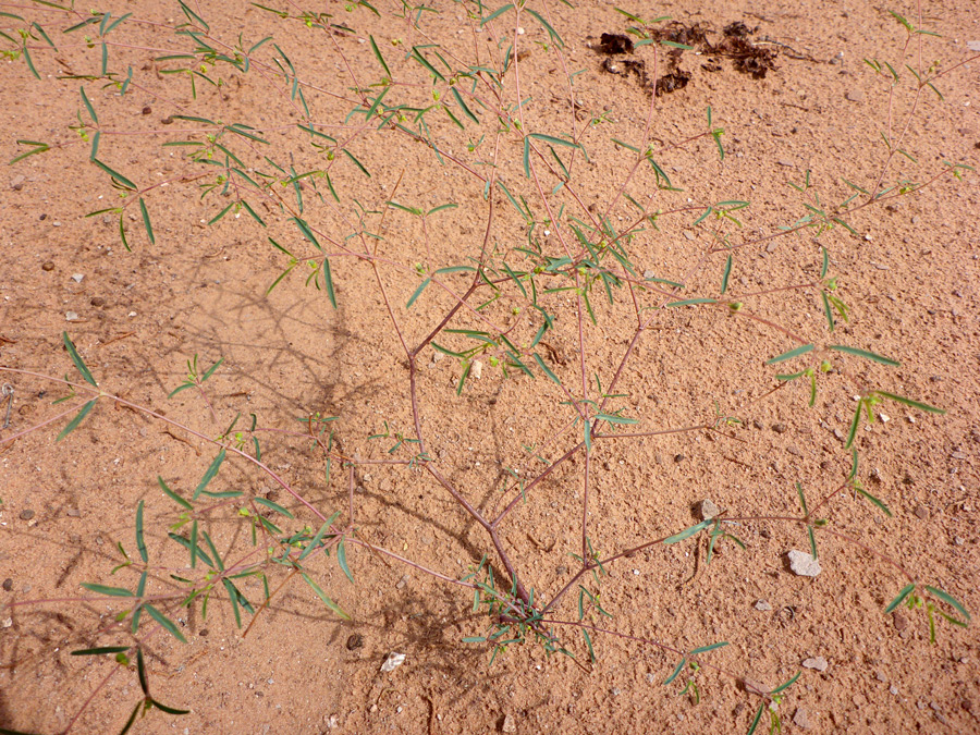 Branched stems