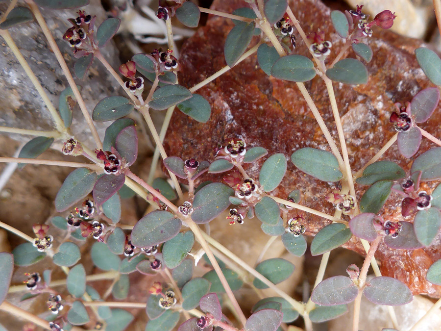 Tiny flowers