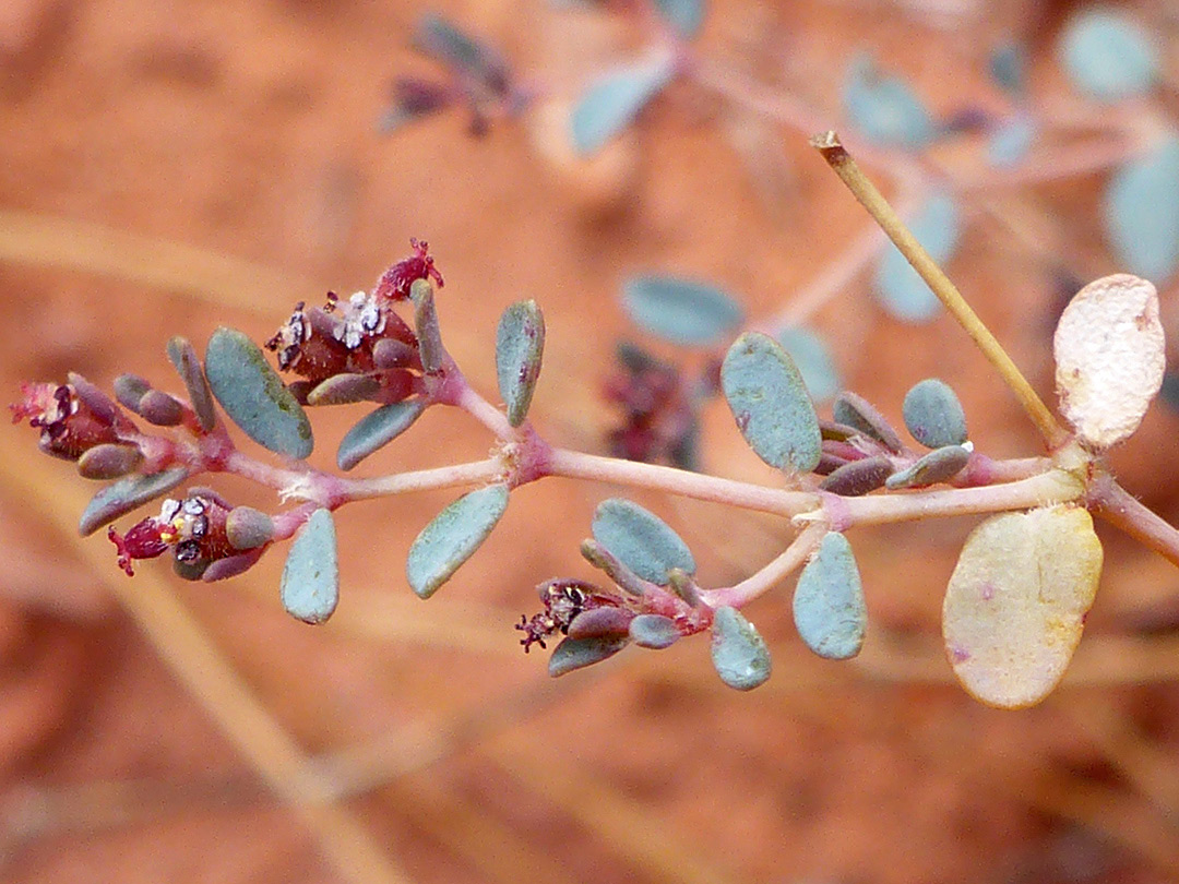 Leaves and flowers