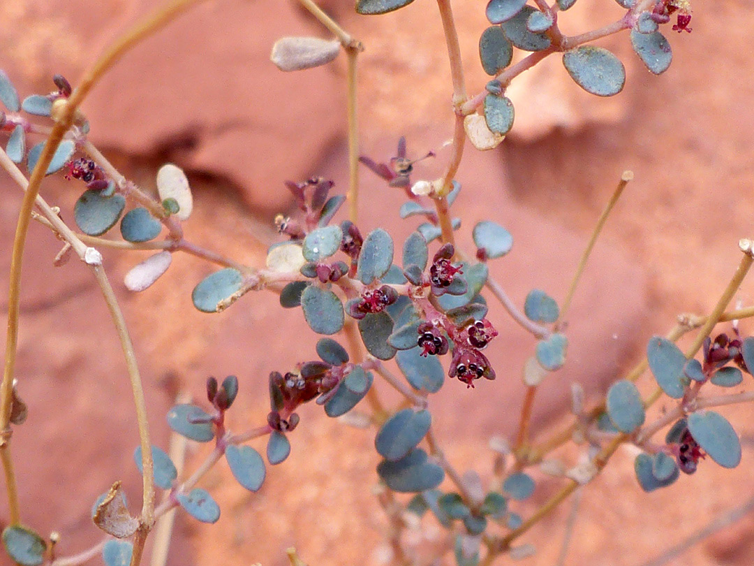 Branched stem