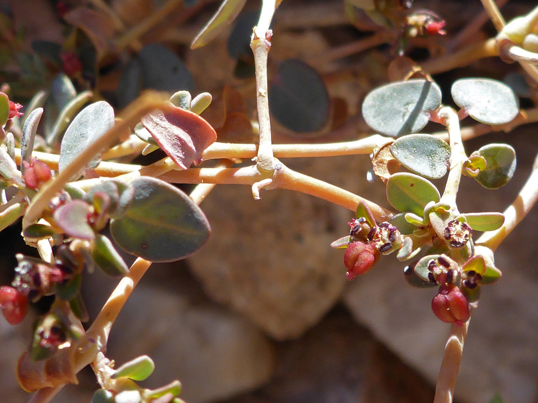 Flowering stem