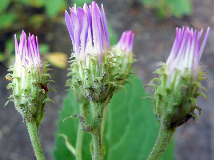 Florets and phyllaries