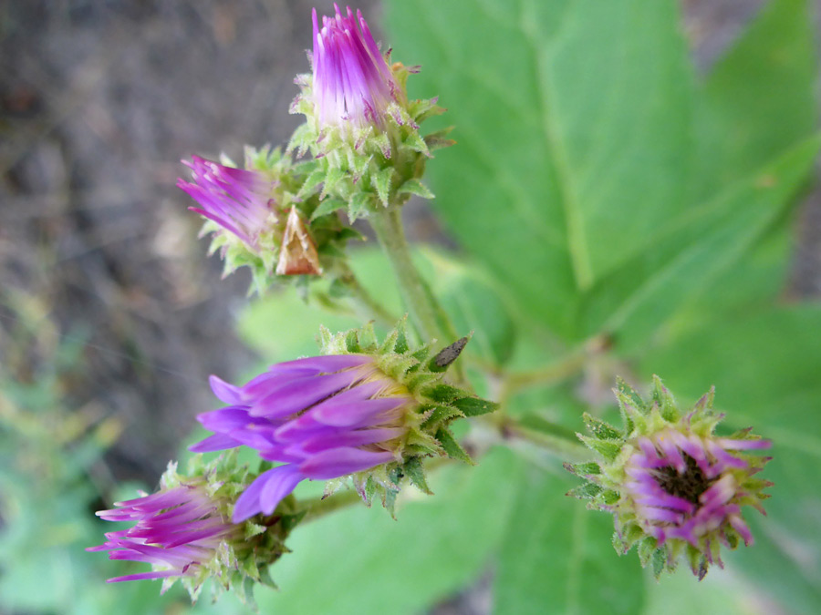 Five flowerheads