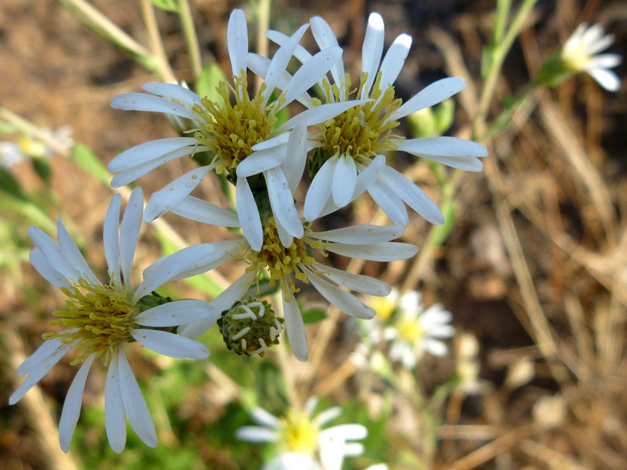 White flowerheads