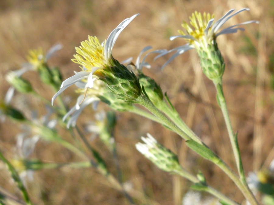 Green phyllaries